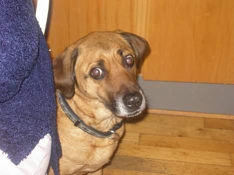 Blanding af racer Tara, død 2006 - Hvor er MIN mad??? billede 8