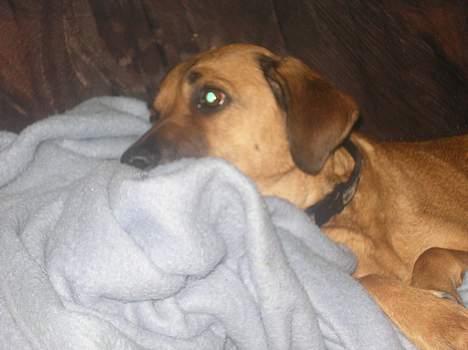 Blanding af racer Tara, død 2006 - Sofaen er dejlig, men når der også er puder, er den faktisk lækker billede 9