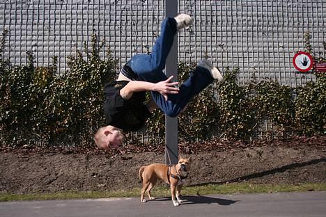 Amerikansk staffordshire terrier Nadia   *R.I.P.* - Hvad laver han...?? :o) billede 8