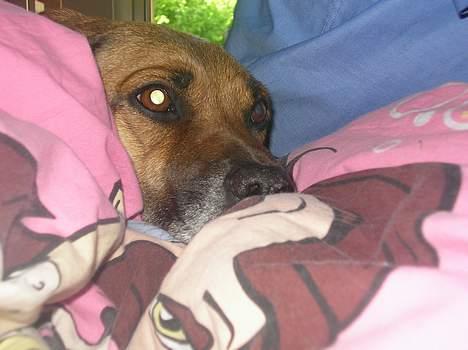 Blanding af racer Tara, død 2006 - Man kan også sagtens putte under en dyne billede 10