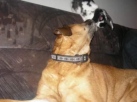 Blanding af racer Tara, død 2006 - Pyt - så et enkelt nys billede 11