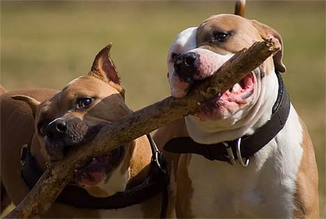 Amerikansk staffordshire terrier Nadia   *R.I.P.* - *Nyt* Tosafoto 2006 billede 9