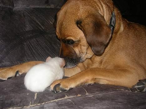 Blanding af racer Tara, død 2006 - Baby marsvinet er nu også lidt sødt billede 12