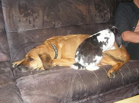 Blanding af racer Tara, død 2006 - Gå nu væk billede 13