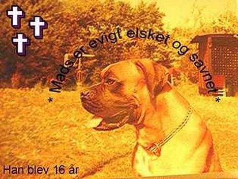 Boxer Mads **DØd** - Lavet af Mette A billede 15