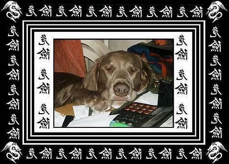 Langhåret Weimaraner Agge - Man kan godt blive træt, når man er med mor på arbejde ! billede 4