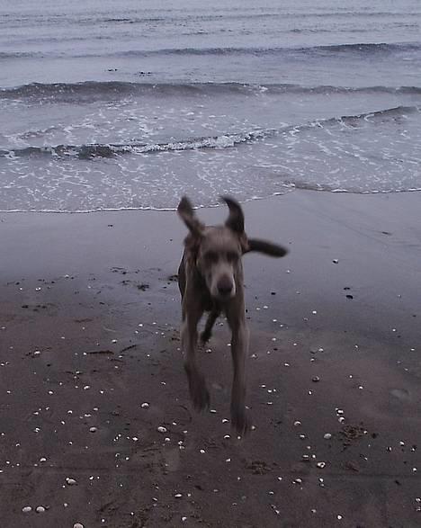 Langhåret Weimaraner Agge - lad mig komme op af det kolde vand.. brrr billede 5