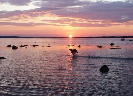 Langhåret Weimaraner Agge - Mor syntes bare det er såå smukt ! billede 6