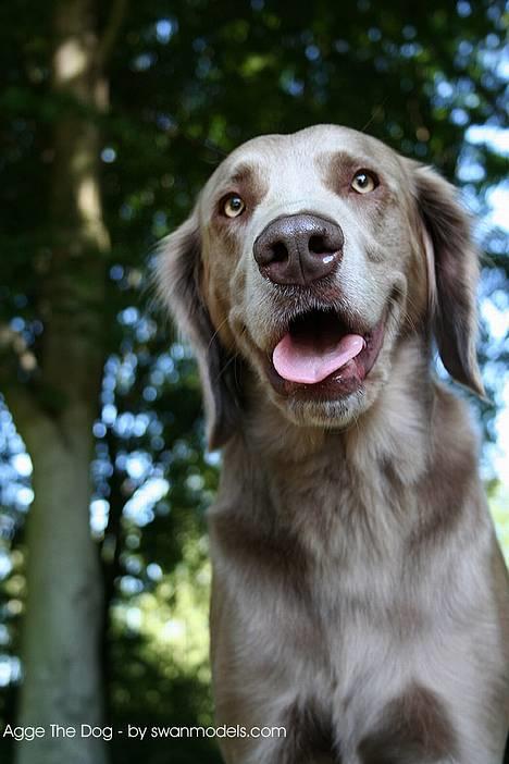 Langhåret Weimaraner Agge - Tak til May-Britt billede 7