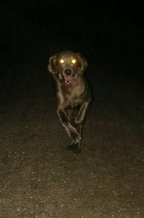 Langhåret Weimaraner Agge - Spøgelseshund. billede 8