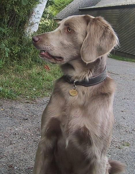 Langhåret Weimaraner Agge - Hvad sker der derhenne ?? billede 9