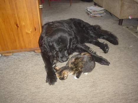 Newfoundlænder Bongo...... R.I.P billede 12