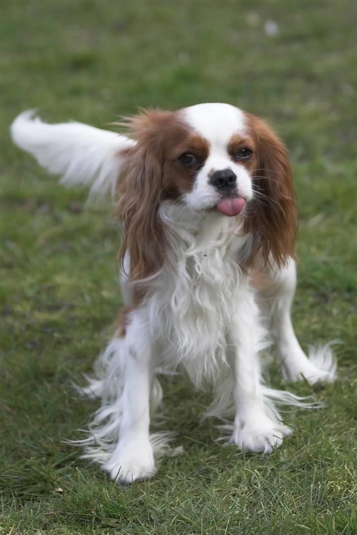 Cavalier king charles spaniel Lucky (i hundehimlen) - Webpic.dk billede 4