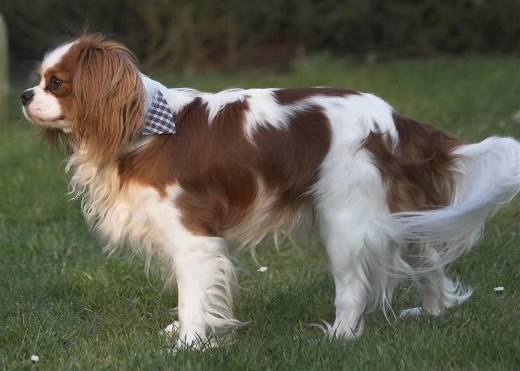 Cavalier king charles spaniel Lucky (i hundehimlen) - Webpic.dk billede 5