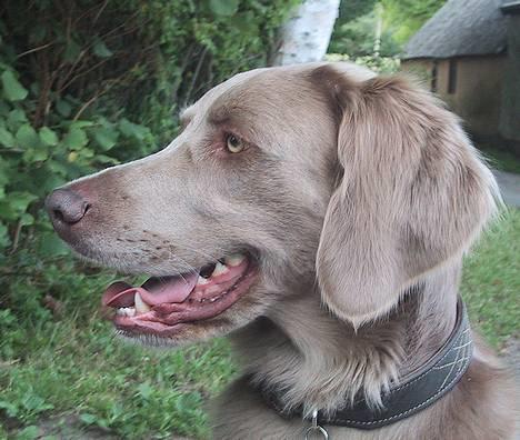Langhåret Weimaraner Agge - Sjældent at se en hund med sådan en smuk profil ! billede 11