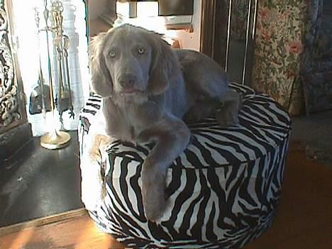 Langhåret Weimaraner Agge - Hvad nu ? (ca. 3 mdr) billede 12