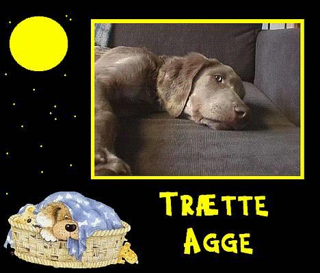 Langhåret Weimaraner Agge - Skal liiige se, hvad der foregår. (ca 3,5 mdr) billede 13