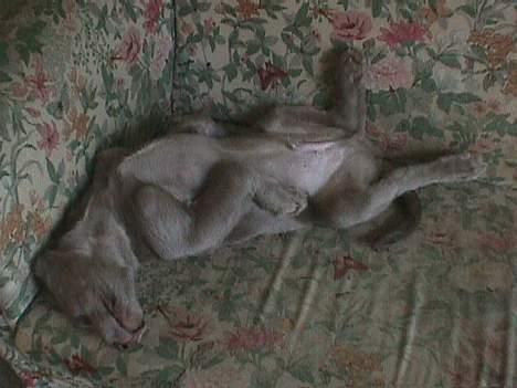 Langhåret Weimaraner Agge - Og dette er stadig min ynglingsstilling.. :-) (ca. 3 mdr) billede 14
