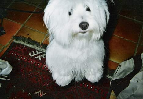 Coton de tulear *~Tut~* billede 9