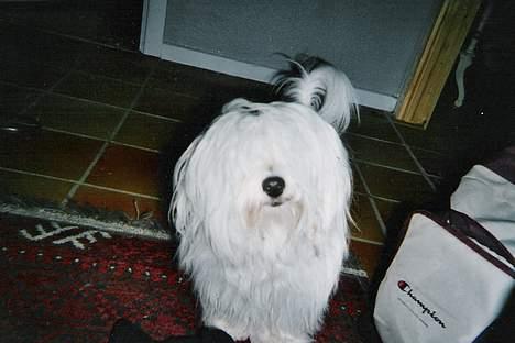 Coton de tulear *~Tut~* billede 10