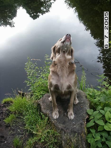 Langhåret Weimaraner Agge - Næsen i sky..*ss* billede 15