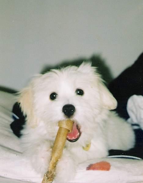 Coton de tulear *~Tut~* billede 11