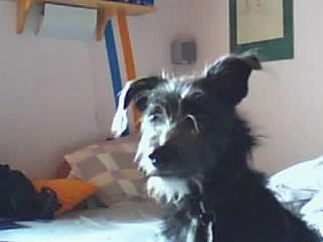 Blanding af racer Elvis - her er han så....  billede 1