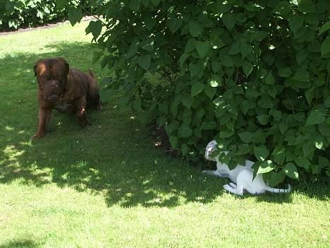 Dogue de bordeaux Frede 2001 - 2007 billede 11