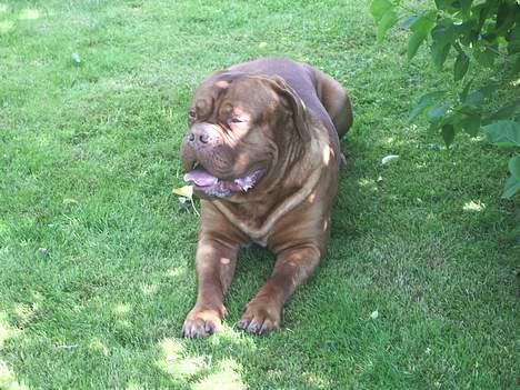 Dogue de bordeaux Frede 2001 - 2007 billede 12