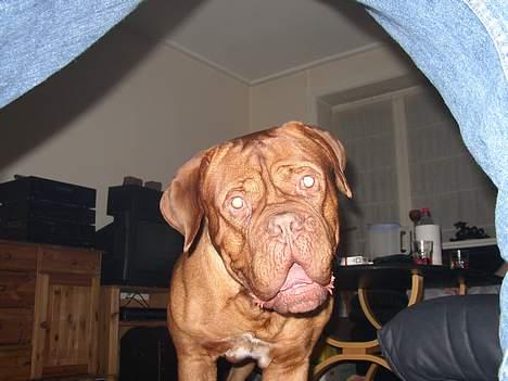 Dogue de bordeaux Frede 2001 - 2007 billede 13