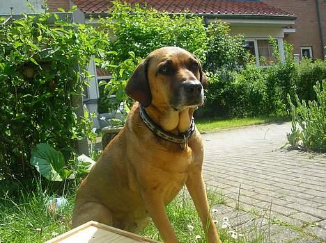 Blanding af racer Tara, død 2006 - Nyder lige solen lidt billede 14