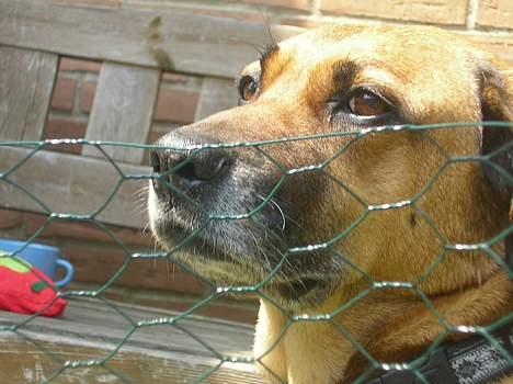 Blanding af racer Tara, død 2006 - Og så passer jeg lige på marsvinene og kaninen der er i udebur billede 15