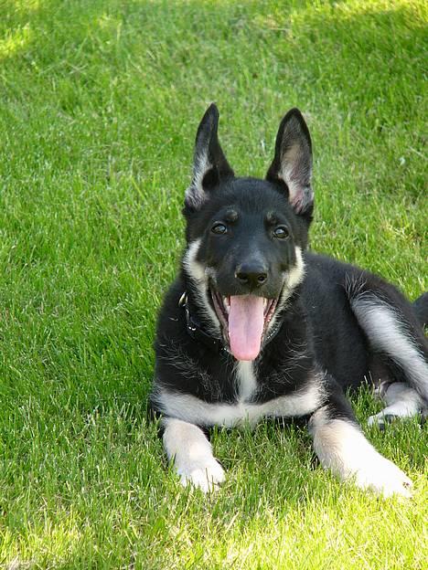 Blanding af racer Zaco billede 1