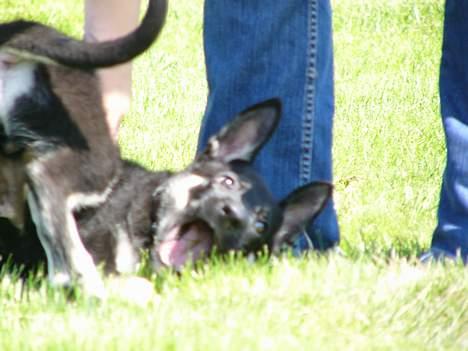 Blanding af racer Zaco billede 2