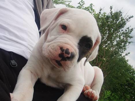 Amerikansk bulldog JASON R.I.P 4/4-14 billede 9