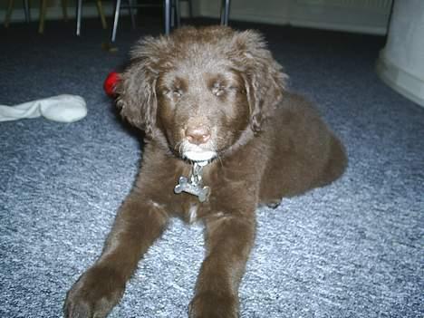 Blanding af racer Bella *6 mdr* - uhh hvor er den blits skarp.. det skal jeg lige vænne mig til billede 2