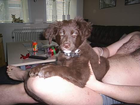 Blanding af racer Bella *6 mdr* - "skøde-baby" ;o) billede 3