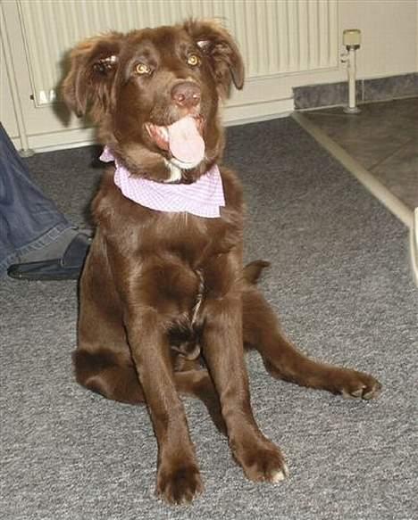 Blanding af racer Bella *6 mdr* - er der mere...?? billede 4