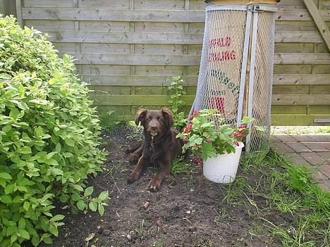 Blanding af racer Bella *6 mdr* - elsker at lege i haven.. fuld af fis!! billede 5