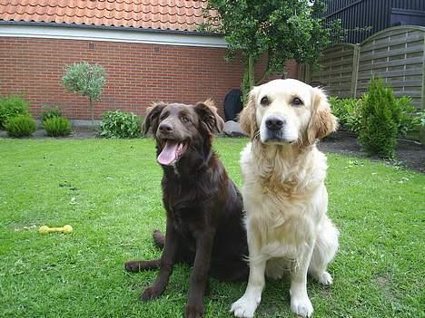 Blanding af racer Bella *6 mdr* - min bedste ven Molly billede 7