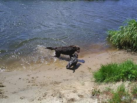 Blanding af racer Bella *6 mdr* - i åen med Thor billede 8