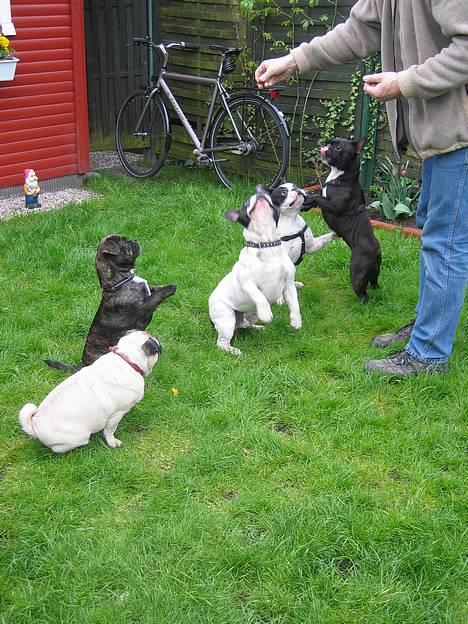 Blanding af racer Luna (R.I.P aflivet 17/1-17) - Luna med venner i kolonihaven. billede 12