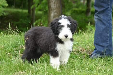 Bearded collie Megan billede 11