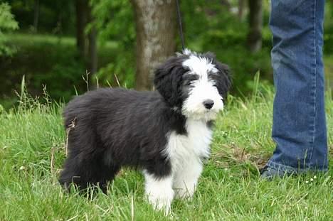 Bearded collie Megan billede 12