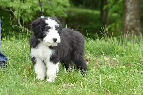 Bearded collie Megan billede 13