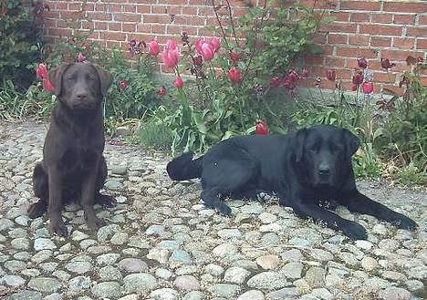 Labrador retriever Tenna - Mig og far Taco. Ham savner jeg, at lege med! billede 12