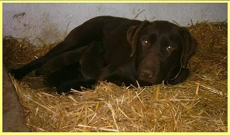 Labrador retriever Tenna - Tenna med det første kuld... For hende en lidt uhyggelig oplevelse! billede 13