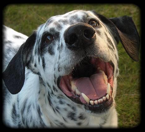 Blanding af racer Rollo - Rollo den 11 Juni 2006, og han er jo stadig lige så smuk :D billede 10