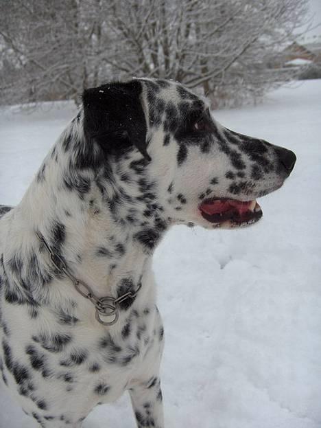 Blanding af racer Rollo - Rollo den 29 december 2005 billede 11