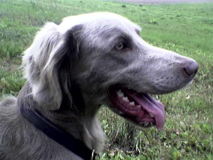 Langhåret Weimaraner Fuchs Vom Jungholz (Død) - Faktisk tage samme dag som han bliver kørt ned....:Ó( 20. september 2006 billede 12